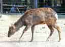 キュウシュウジカの写真 7